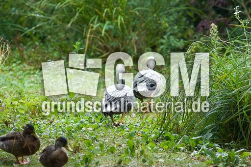 Kaisergans (8 von 8).jpg